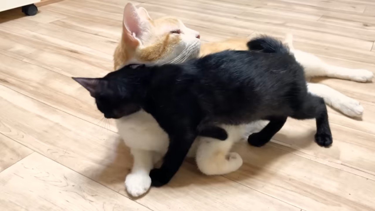 寝転がるむぎくんと