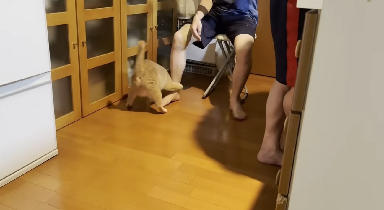 なでられている猫
