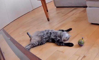 部屋の中で仰向けになっている猫