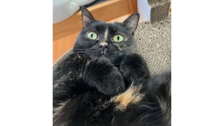 室内にいる猫