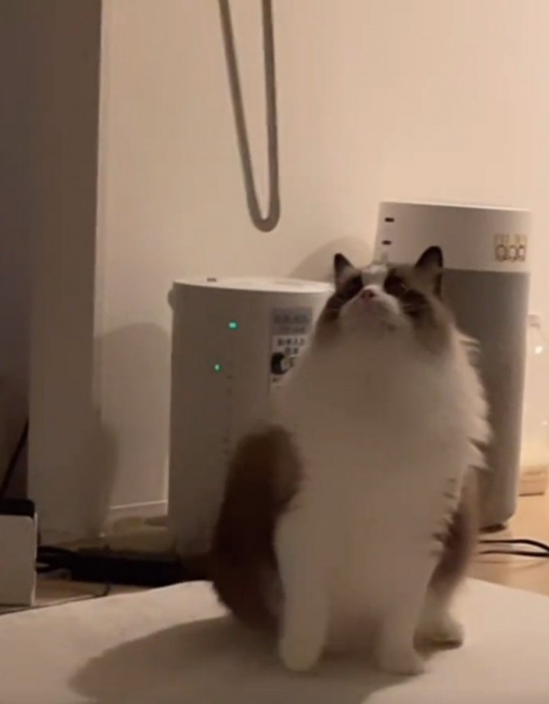 机を見つめる猫