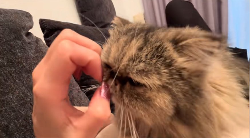 ネイルを近くで見つめる猫