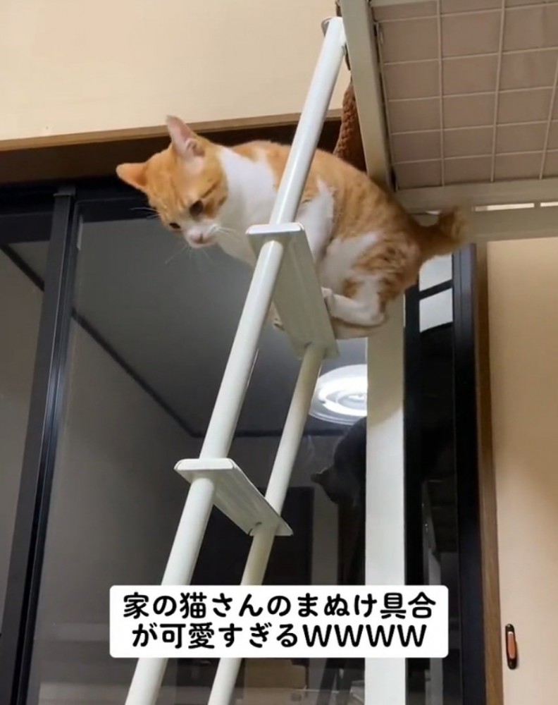 何とか抜け出す猫