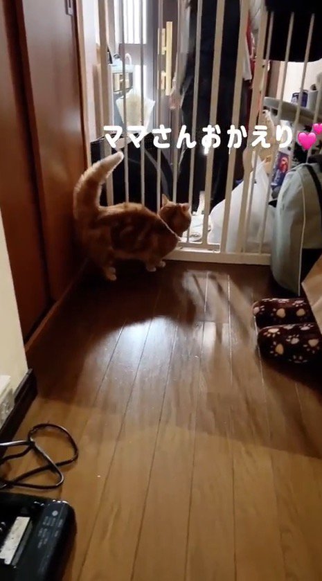 家に入ってきた女性を見つめる猫