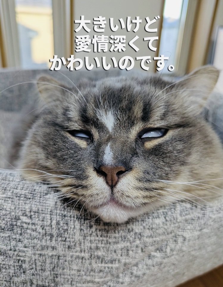 猫用ベッドで寝るサイベリアン