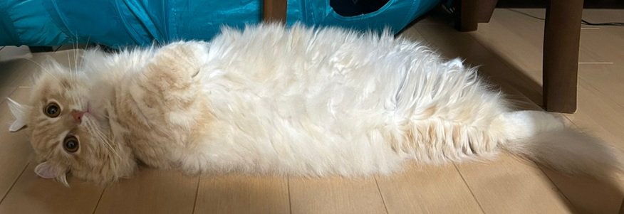 寝る猫