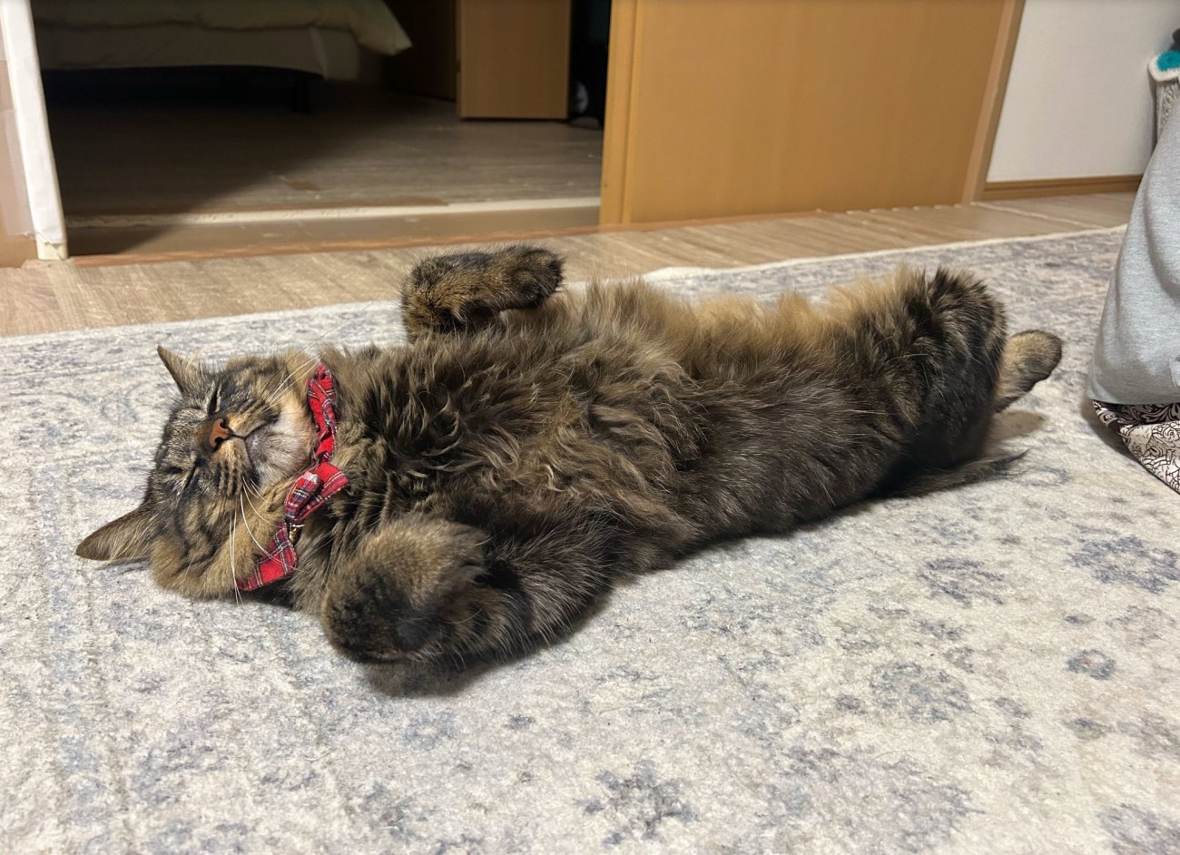 横になる猫