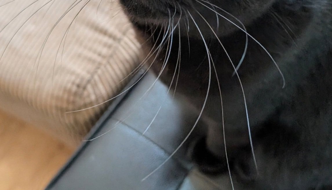 黒猫の足元
