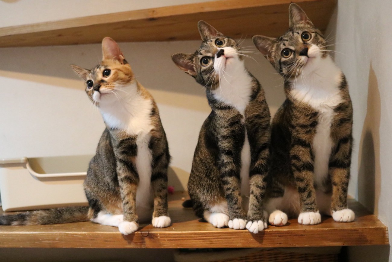 首を傾けて目の前を通ったものを見つめる3匹の猫