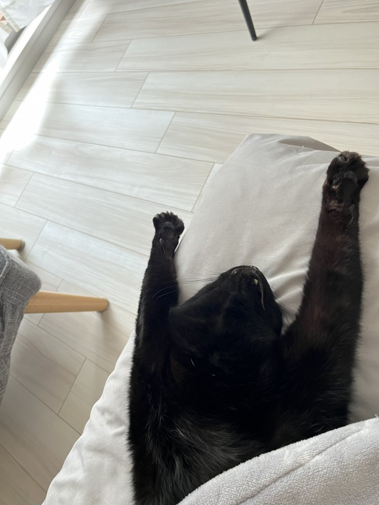 寝る猫