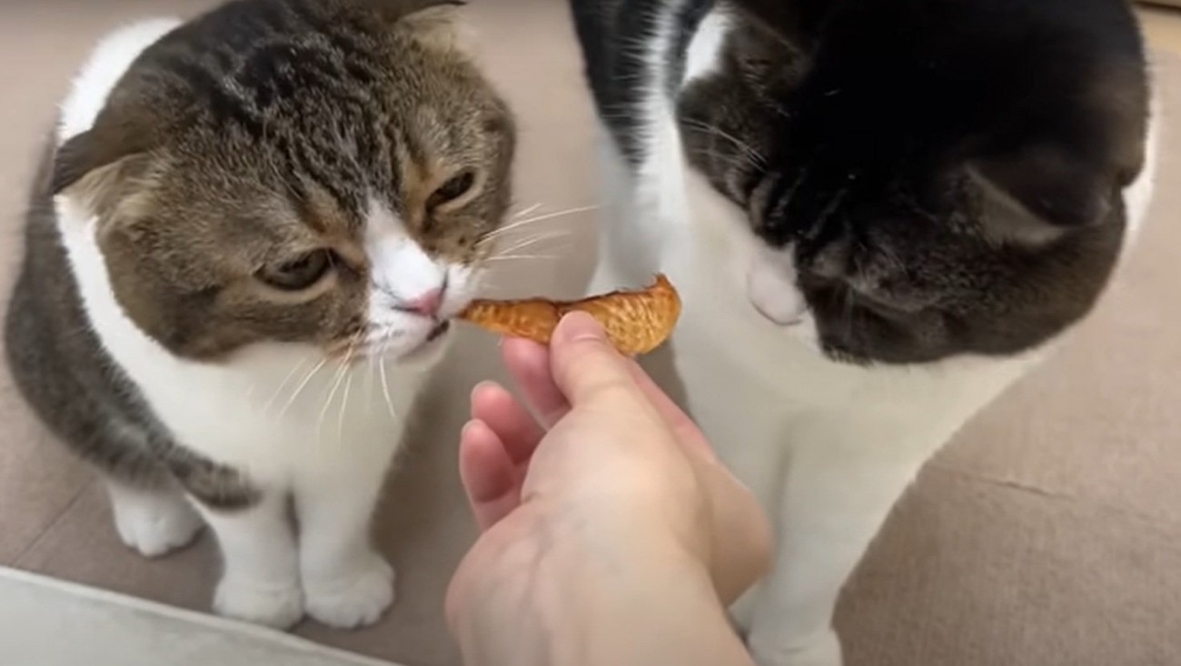 おやつを食べる猫
