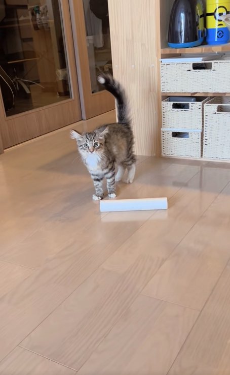 キッチンペーパーの芯の後ろにいる子猫