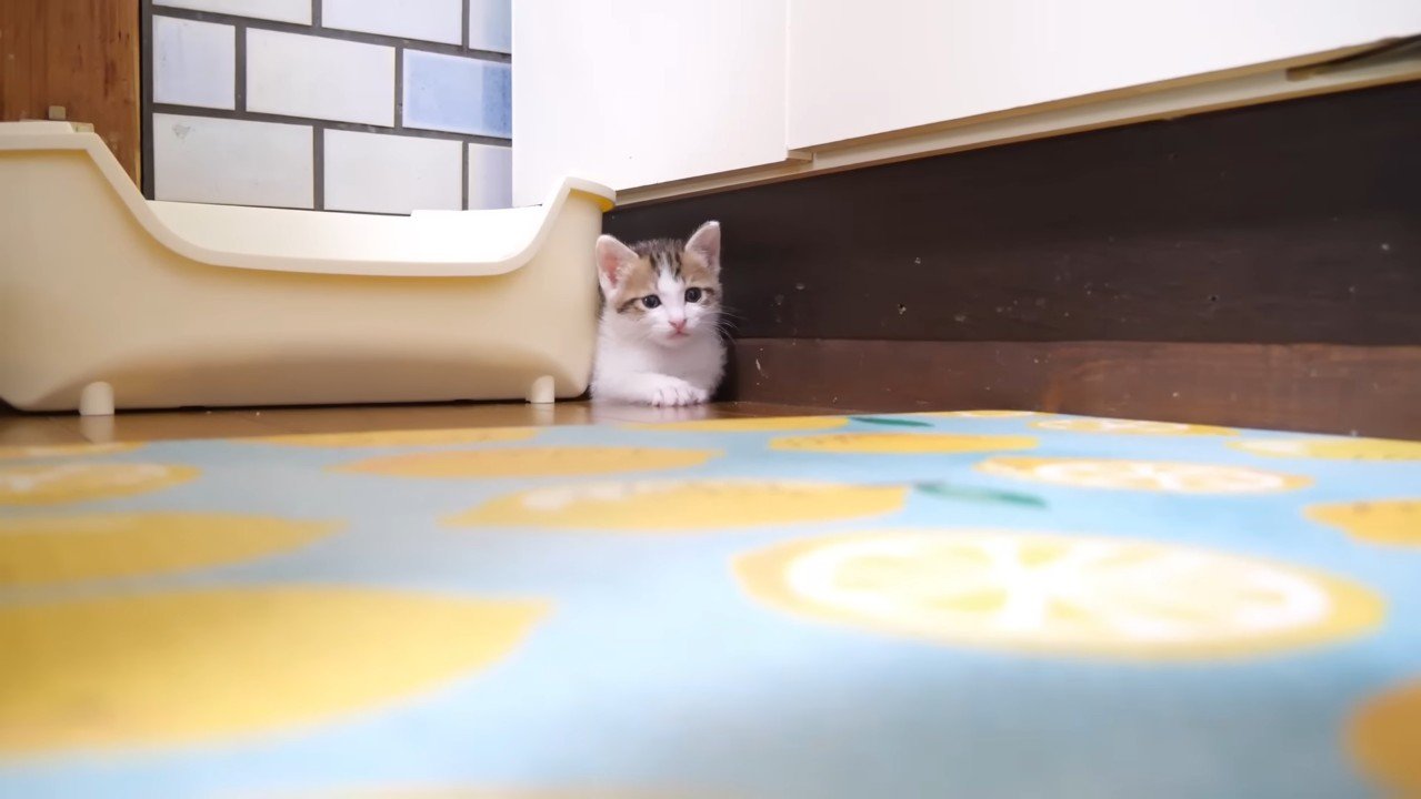 隙間に挟まるハートくん(遠くから)