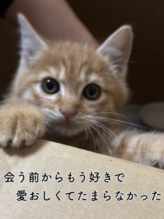 カメラ目線の子猫