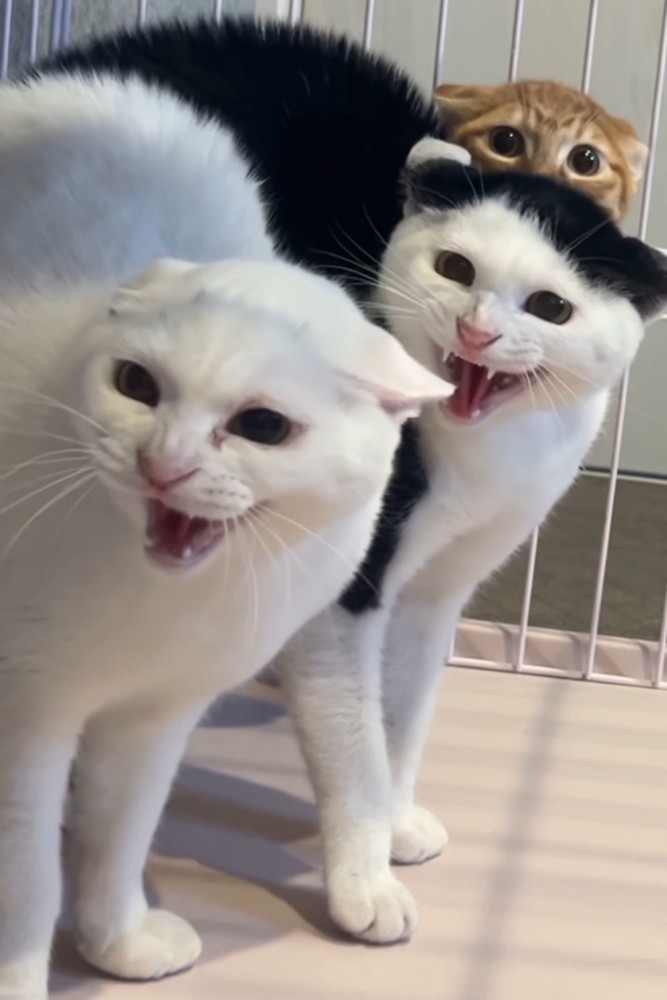 シャーする猫たち