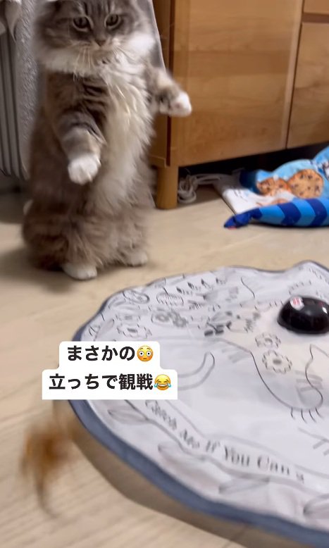 立つ猫
