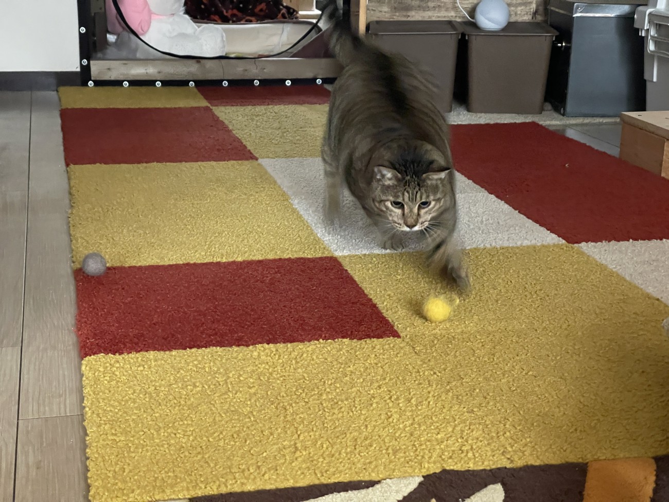 ボールで遊ぶ猫