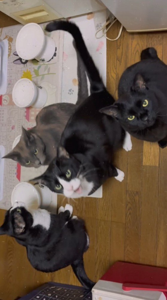 飼い主を見上げて口を開けるハチワレ猫