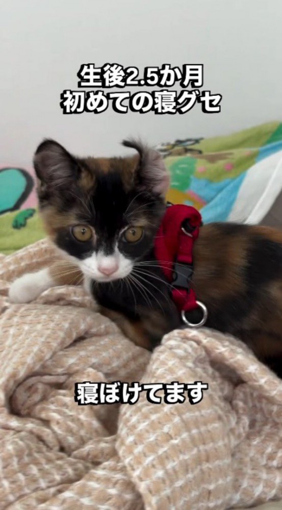 布の上に横たわる子猫