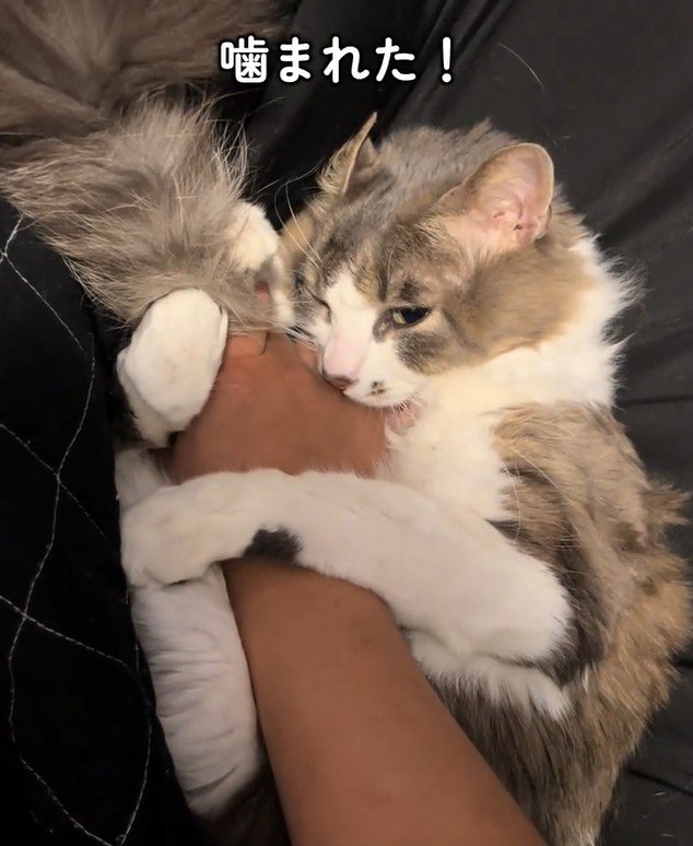 飼い主の手を噛む猫