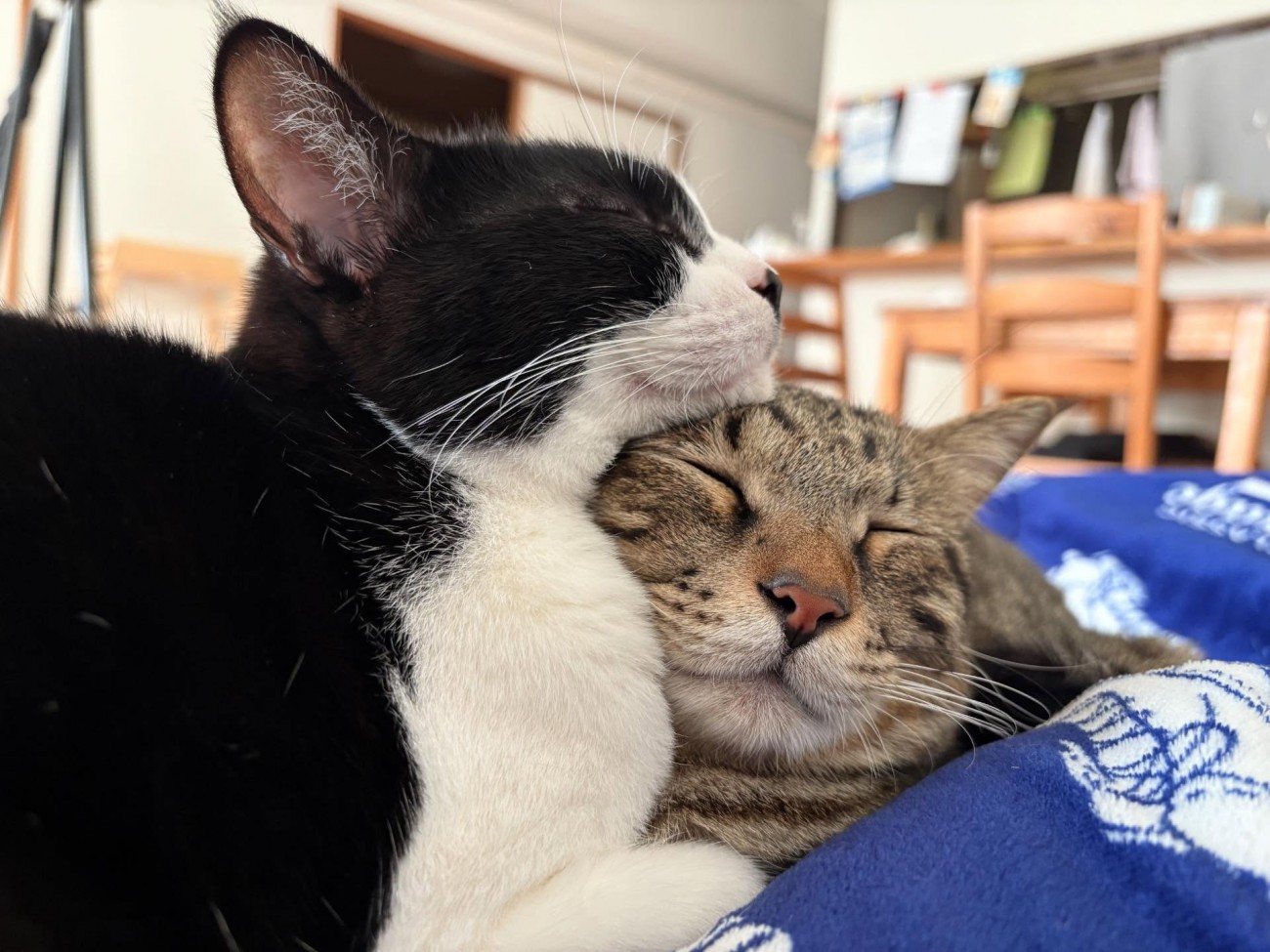 顔を寄せ合う2匹の猫