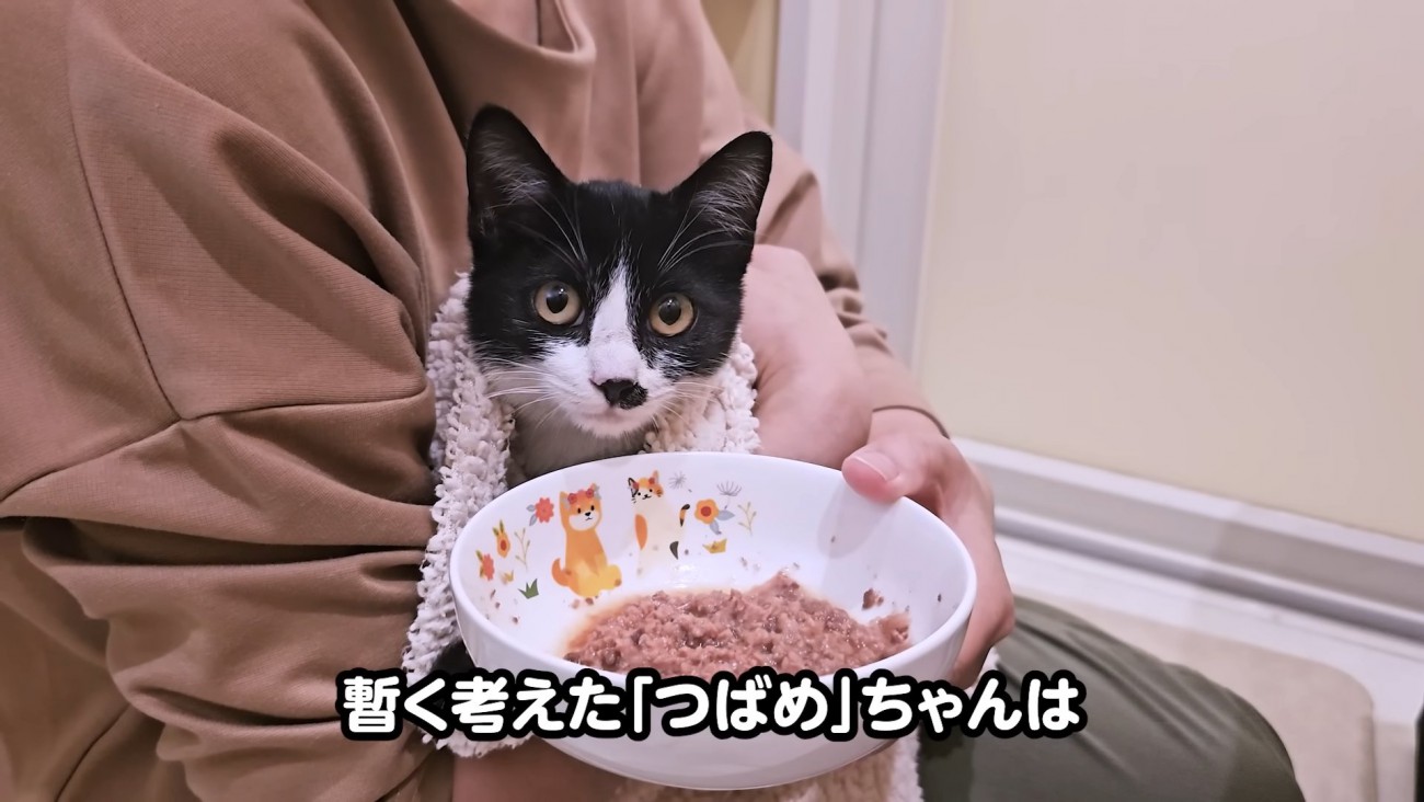 抱っこされごはんを出される子猫