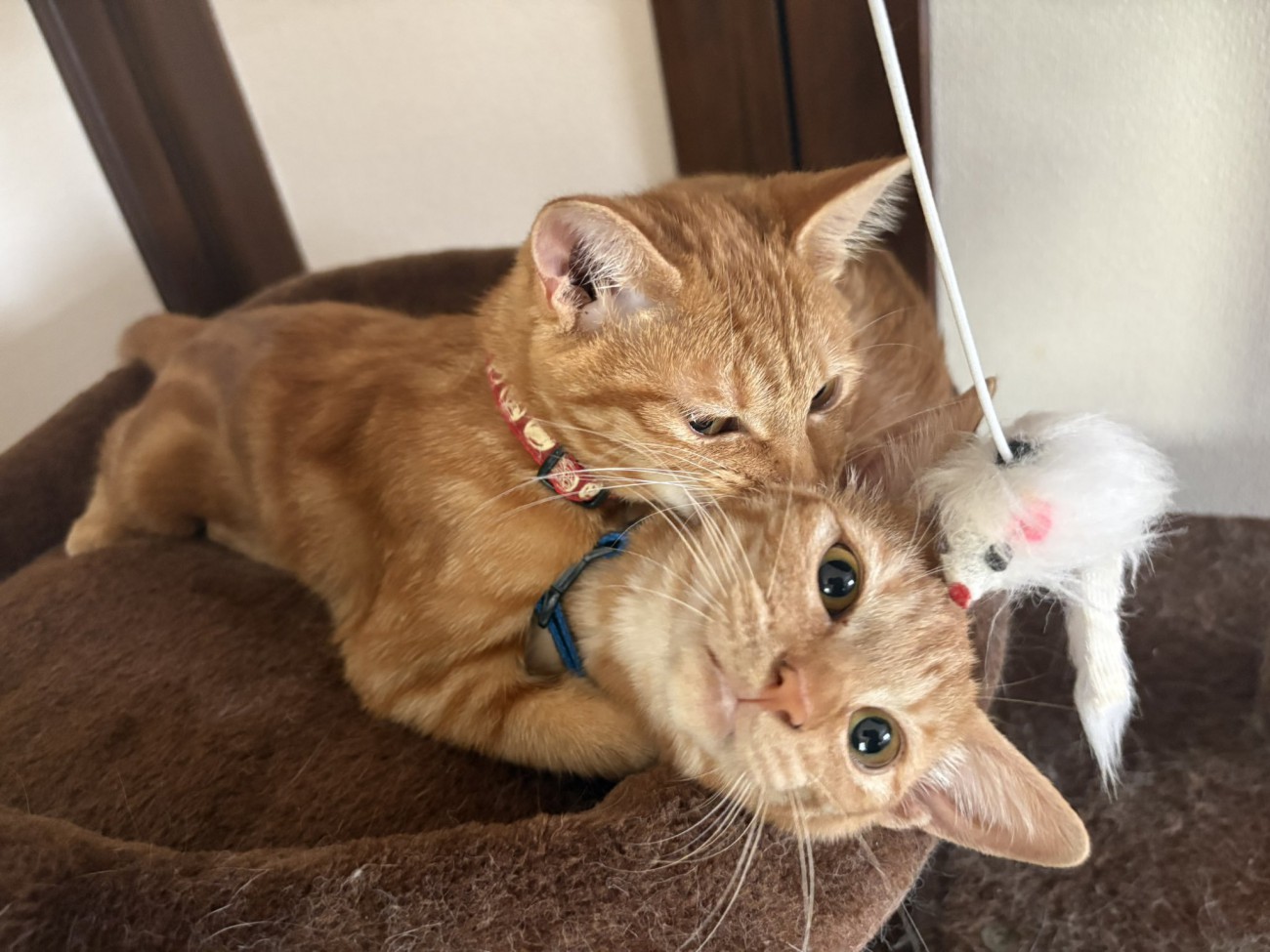 抱きあう2匹