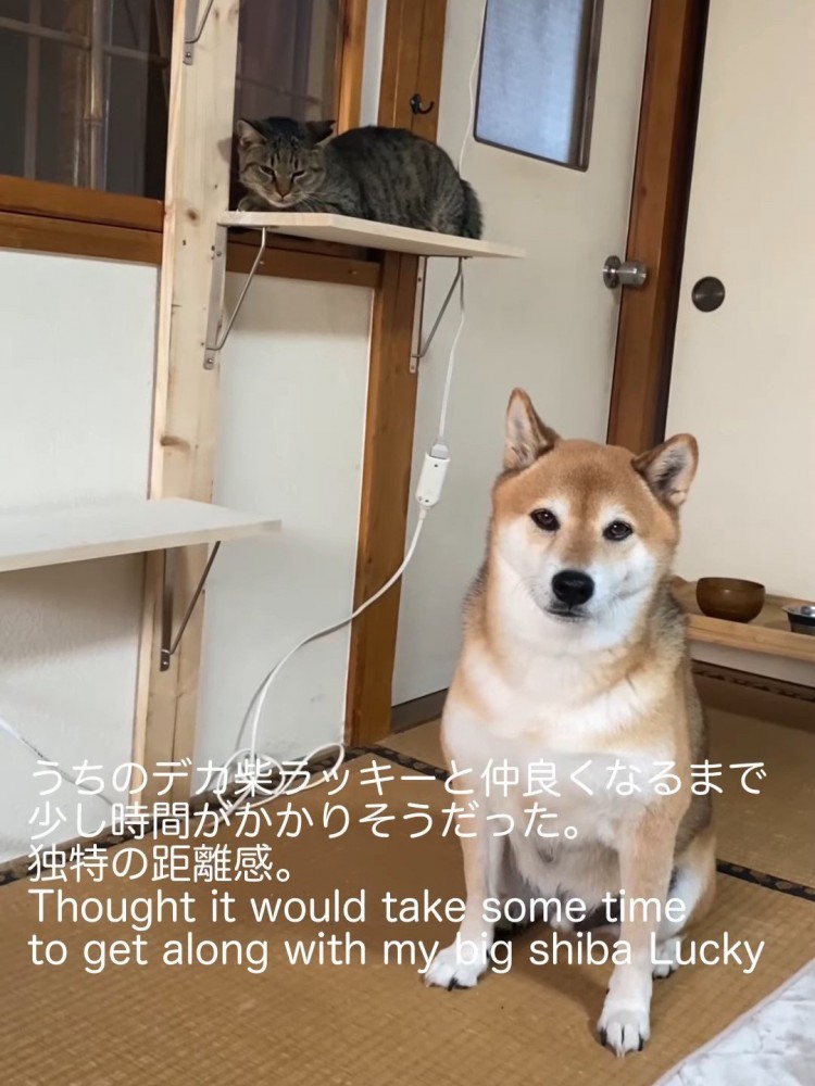 ステップの上から犬を見る猫