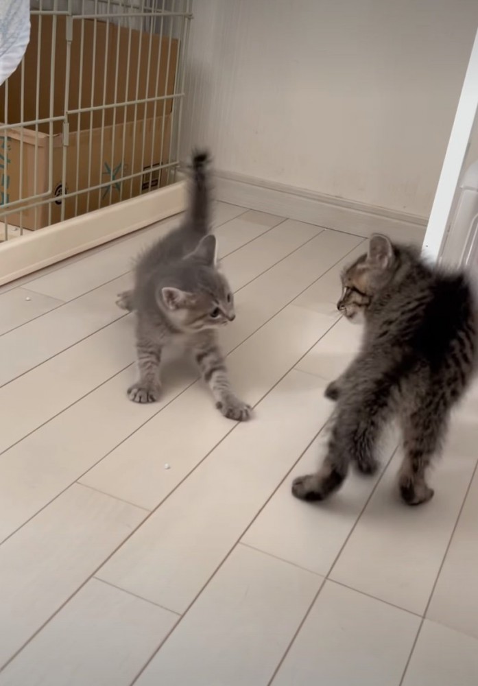 威嚇する子猫