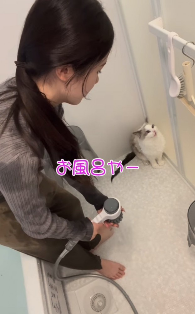 隅っこに逃げる猫