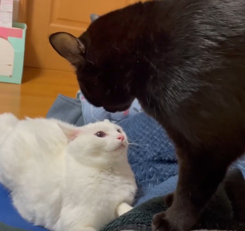 ケンカをしている2匹の猫