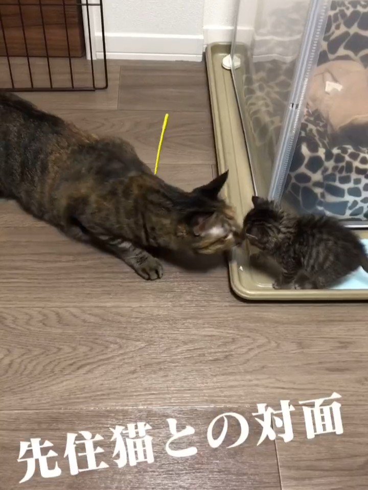 鼻と鼻をくっつける成猫と子猫