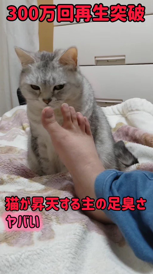 飼い主の方を見る猫