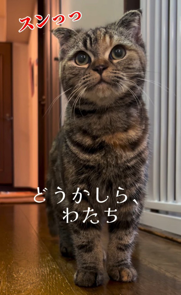 立っている猫
