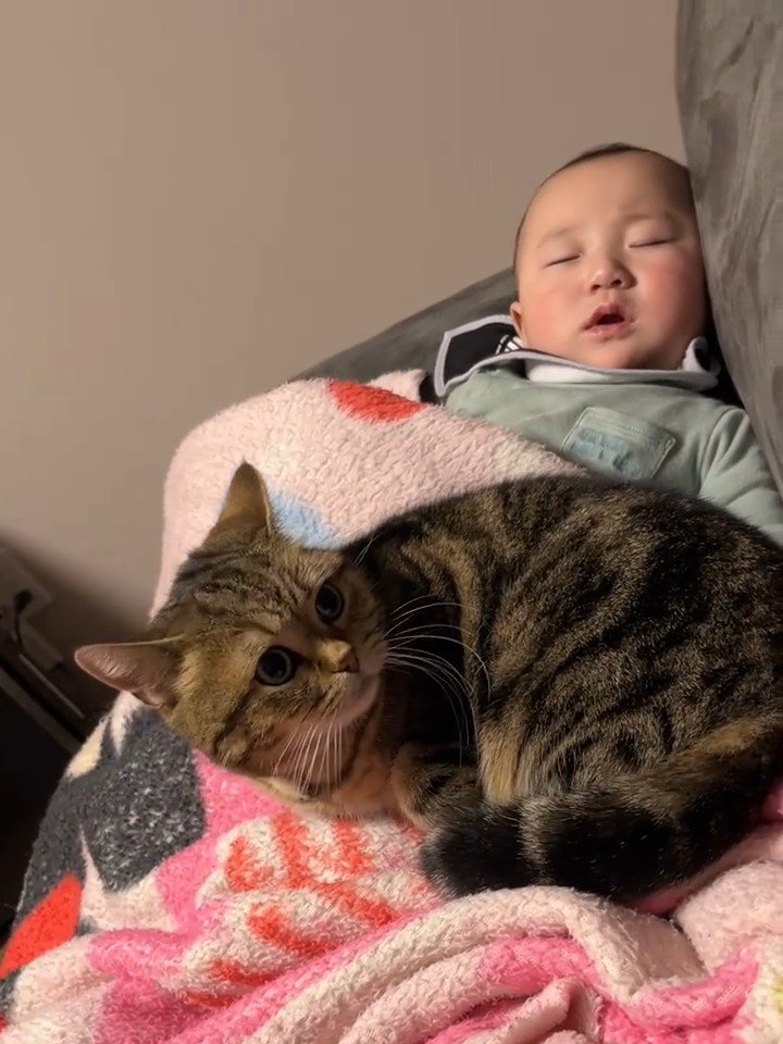 赤ちゃんの上に乗る猫