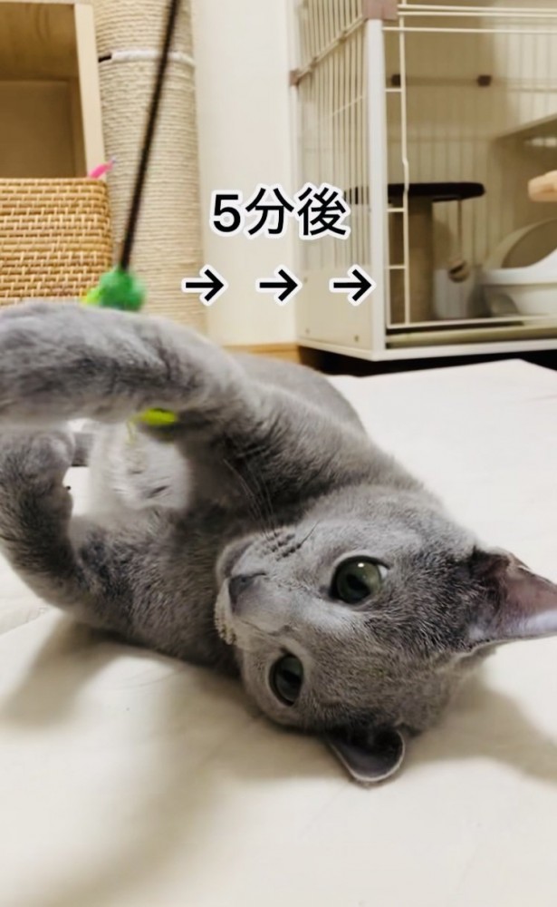 おもちゃで遊ぶロシアンブルー