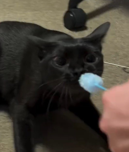 ねこじゃらしを咥えて瞳孔が開いている猫