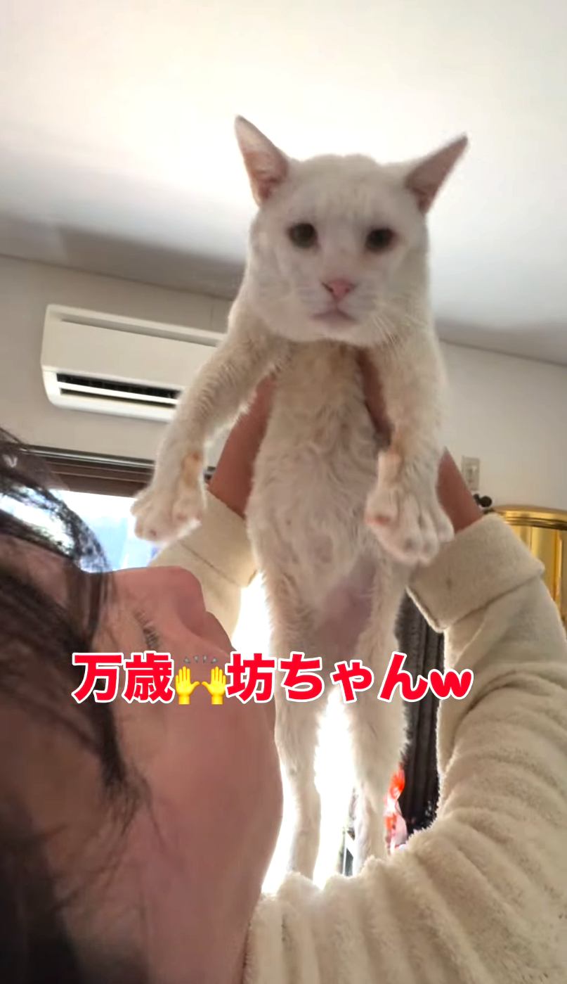 掲げられている猫