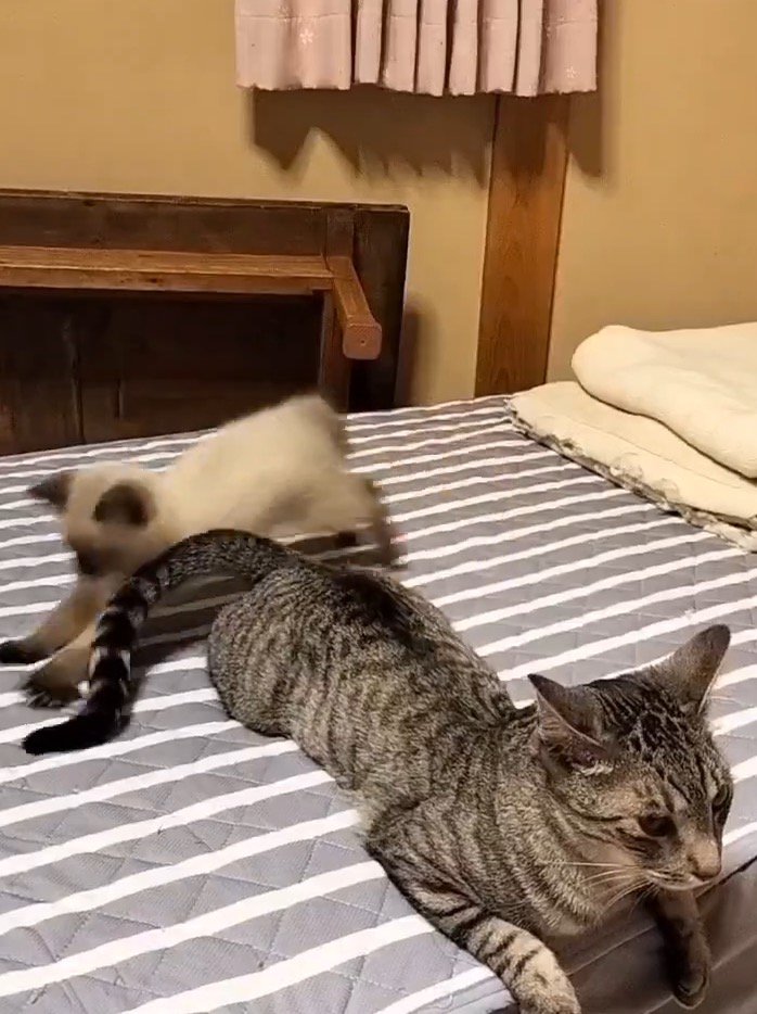 動くサバトラ猫のしっぽを追いかけるシャム猫