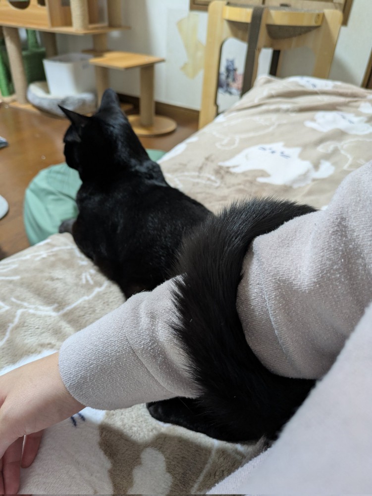 飼い主の腕にしっぽを巻きつける黒猫