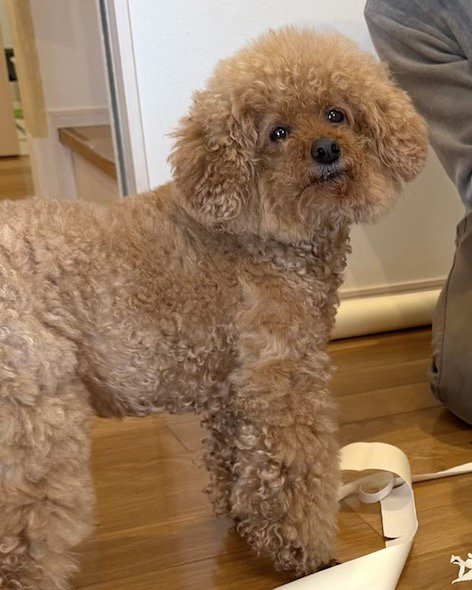 壁紙を貼り替える飼い主のそばに佇む犬