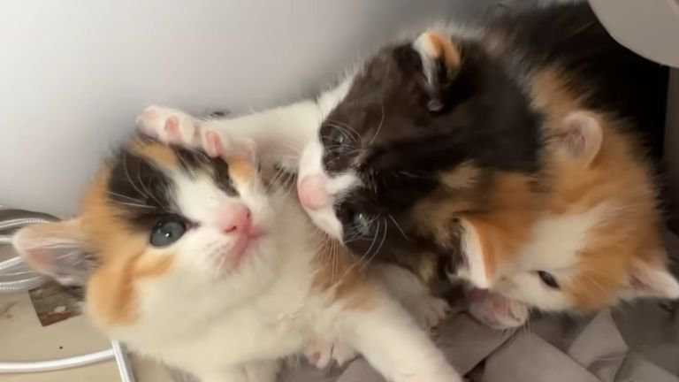 寄り添う子猫たち