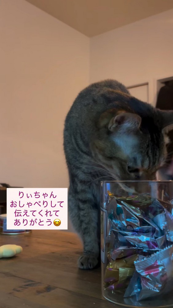 瓶に入ったおやつに顔を近づける猫