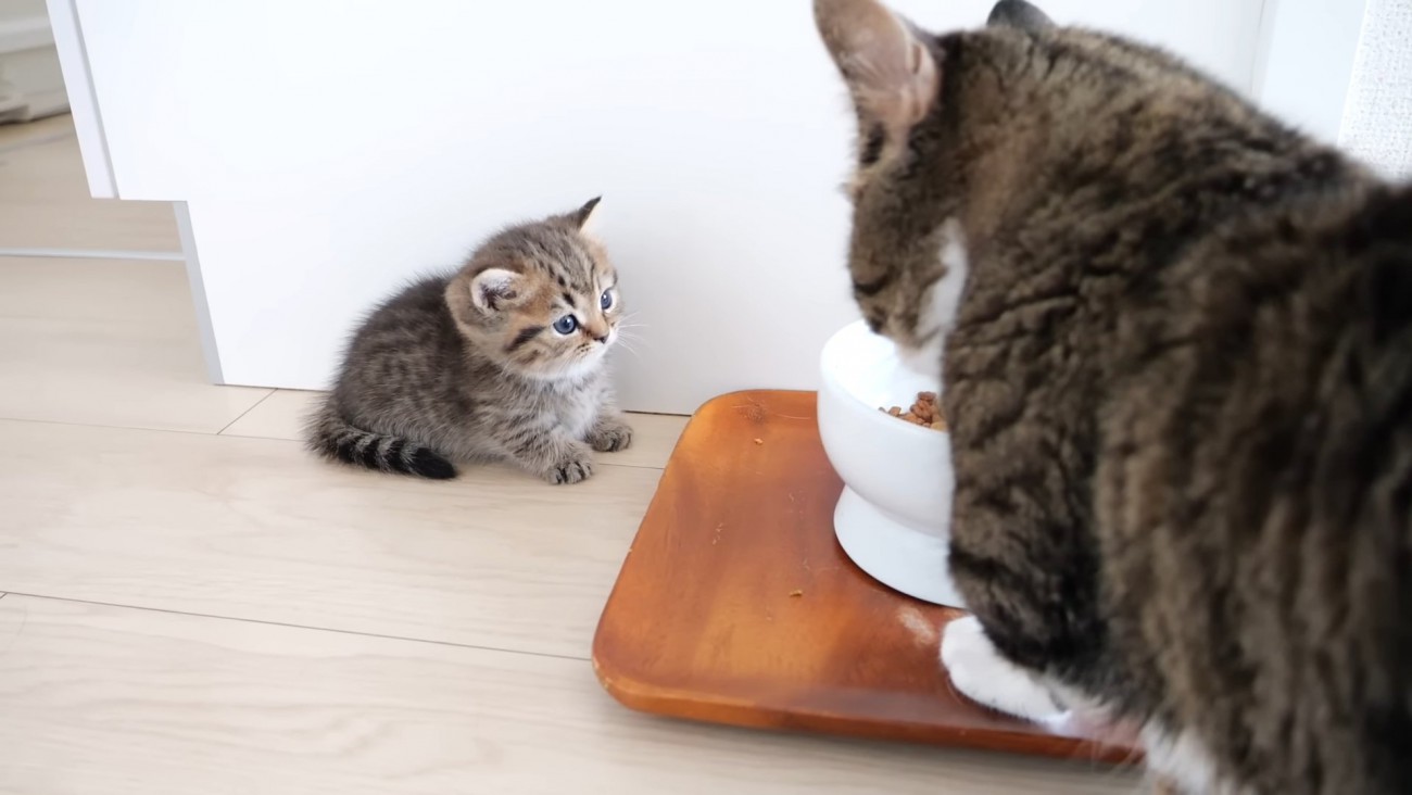食事中の猫を見る子猫
