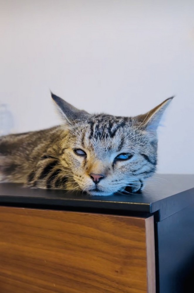 棚の上で寝るキジトラ猫