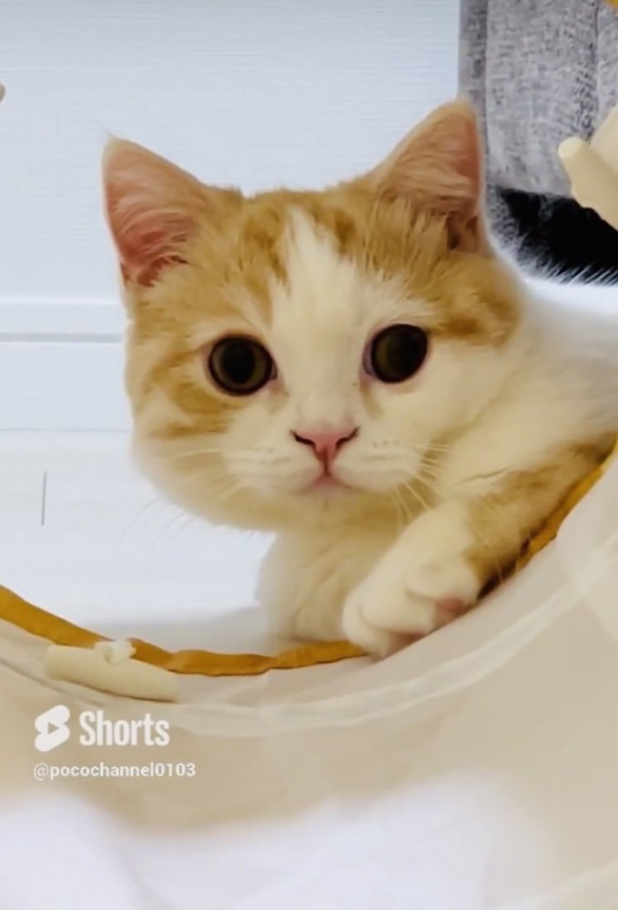 カメラ目線のマンチカン