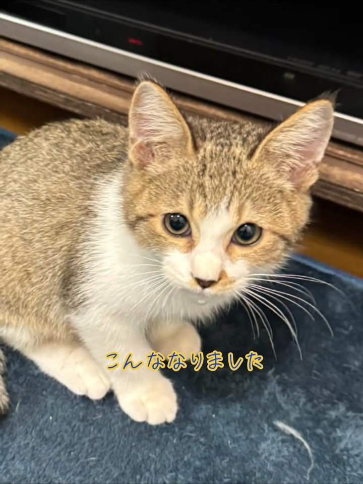 カメラを見て座る子猫