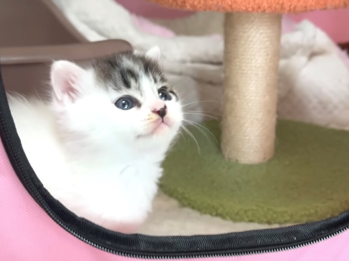 ペットサークルから顔を出す子猫