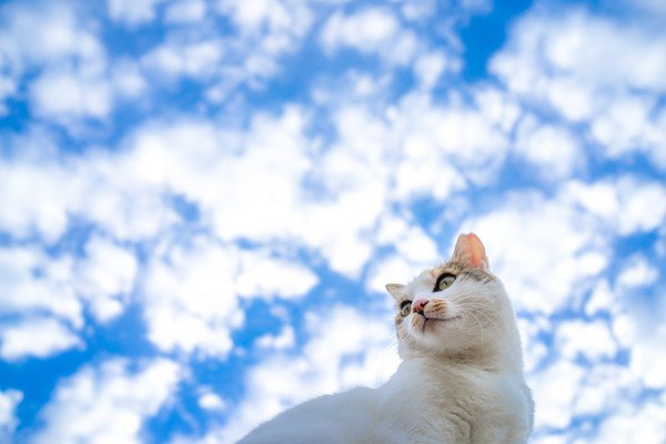 亡くなった猫が飼い主にして欲しくない4つの事