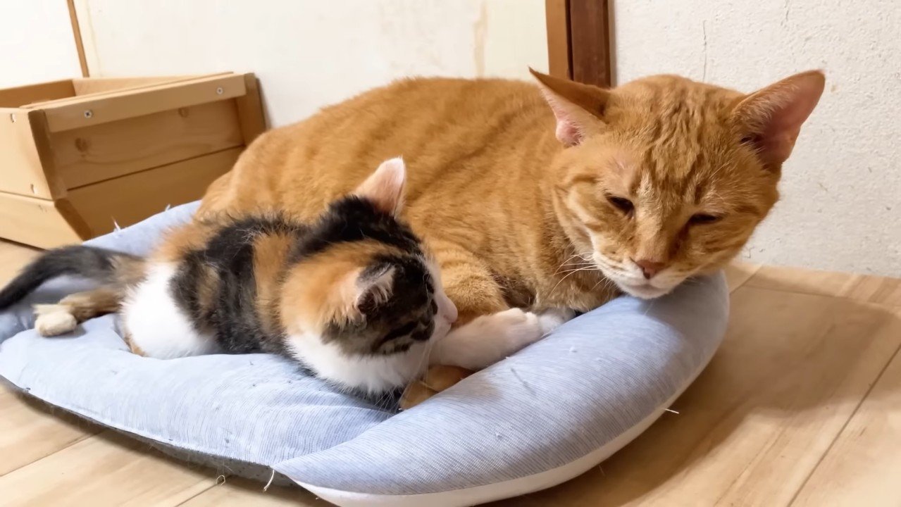 添い寝するふたり